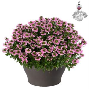 Afbeelding van Hp30 XXL Scaevola Pink